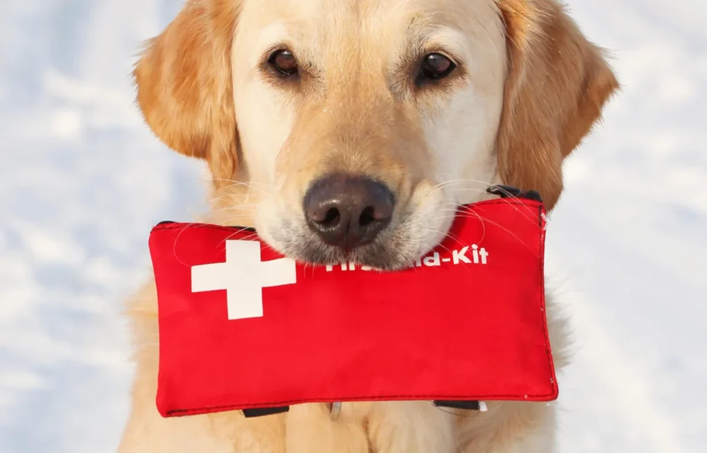 How to Find a Trustworthy Vet When Traveling with Your Dog