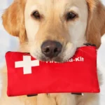 How to Find a Trustworthy Vet When Traveling with Your Dog