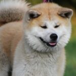 4 Best Supplements for Akita Puppies (+1 to Avoid)