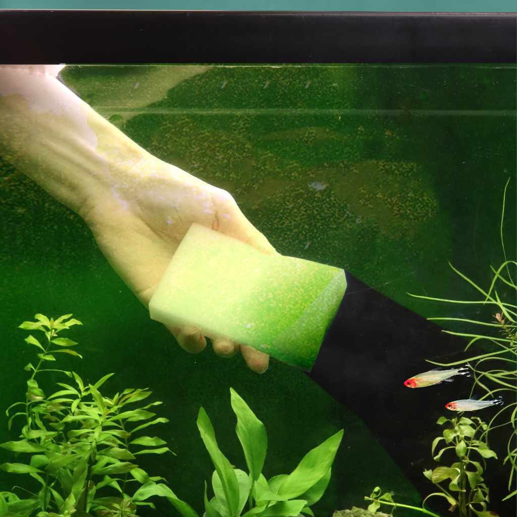 Selecting The Right Algae Eater For Your Aquarium