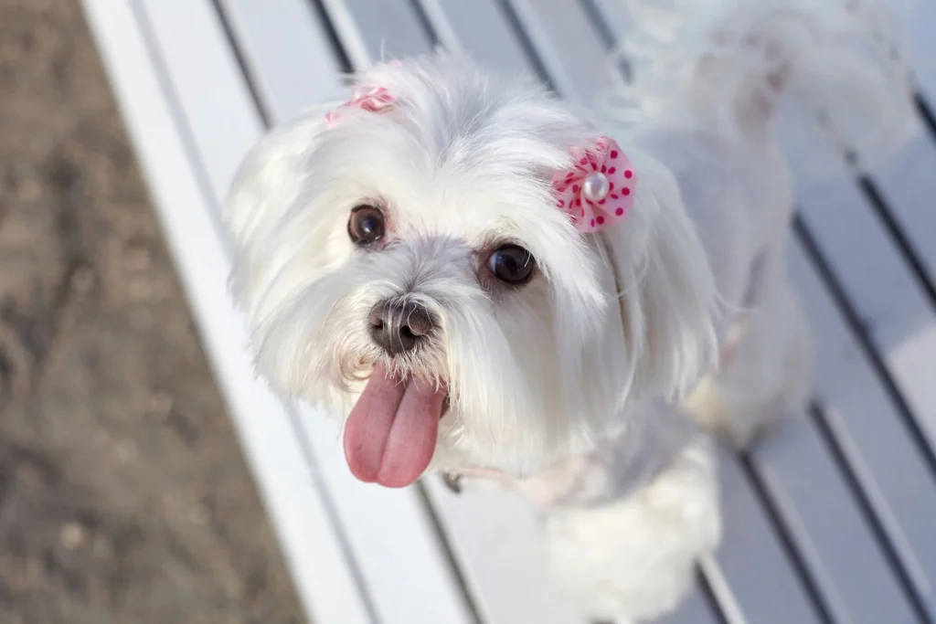 10 Maltese Health Issues That Are Easy To Miss At First