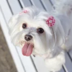 10 Maltese Health Issues That Are Easy To Miss At First