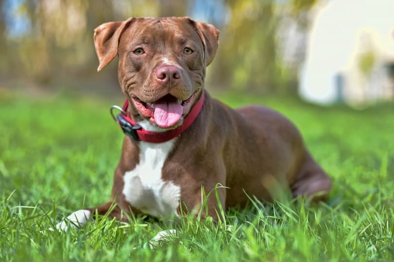 How Much Does a Pitbull Cost? 2024 Price Guide