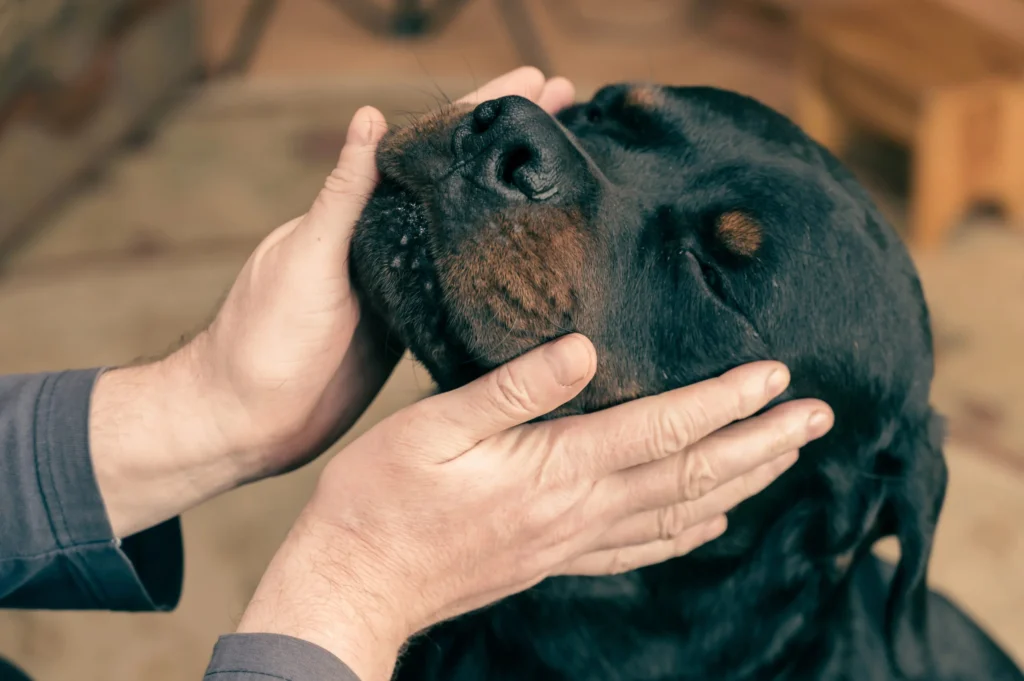 20 Dogs That Act Tough But Are Actually Big Softies