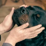 20 Dogs That Act Tough But Are Actually Big Softies
