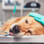 Sedation vs anesthesia in dogs and cats