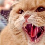 Cat Bites: When They Turn Into an Abscess