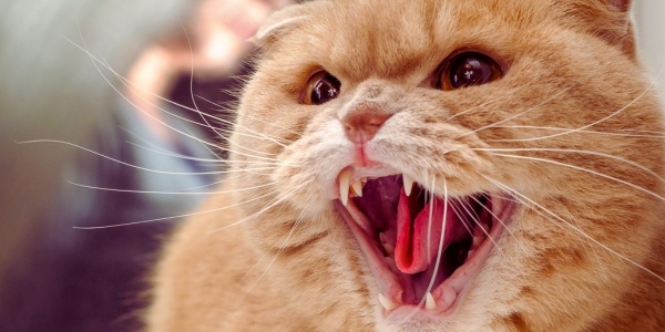 Cat Bites: When They Turn Into an Abscess