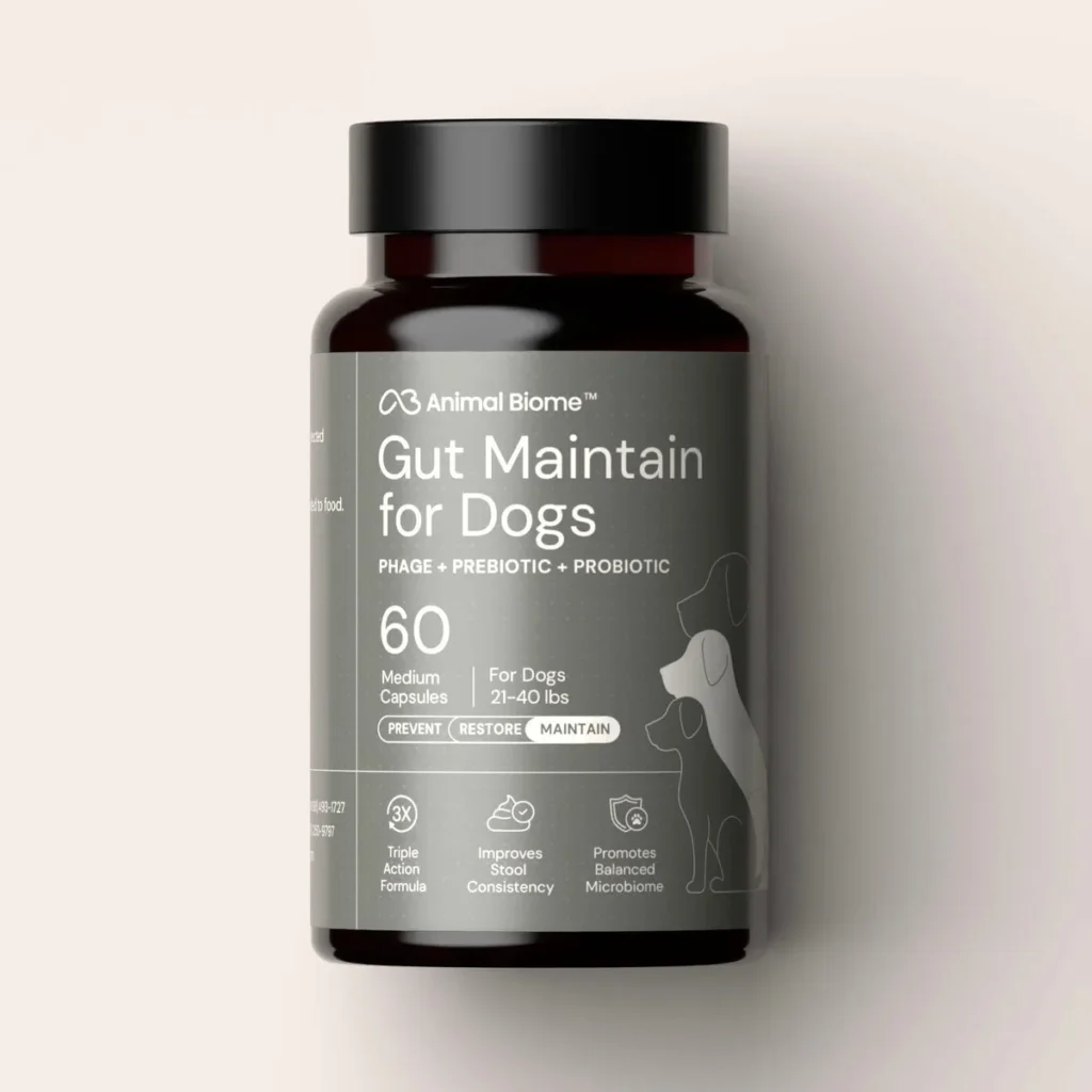 Dog Gut Health Supplements: What to Look For