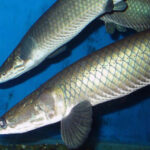 New Arapaima species -Arapaima leptosoma – Slender Arapaima