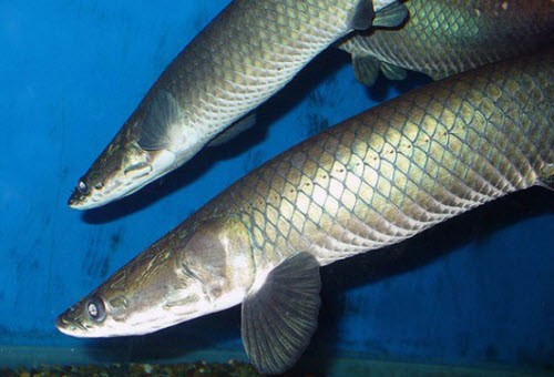 New Arapaima species -Arapaima leptosoma – Slender Arapaima