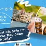 Are Essential Oils Safe for Cats, or Can They Cause Trouble?