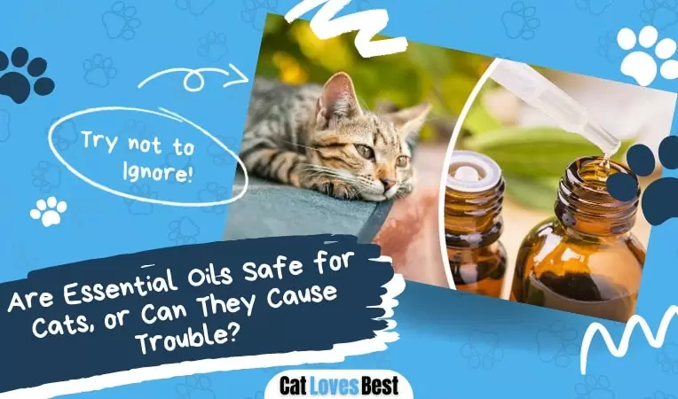 Are Essential Oils Safe for Cats, or Can They Cause Trouble?