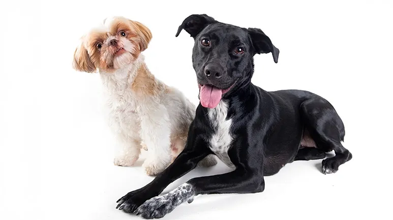 Genetic Diseases – Which Breeds Are Most Predisposed?