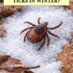 Do Ticks Live in the Winter? What You Need to Know