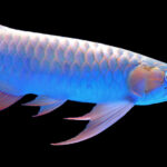 10 most expensive fish species