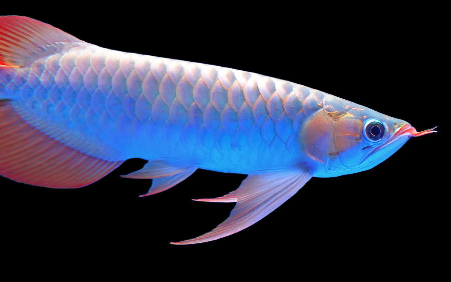 10 most expensive fish species