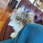 Please Share 3 Things You Love About Your Cat! I’ll Start Us Off…