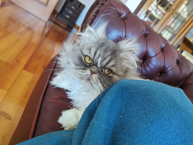 Please Share 3 Things You Love About Your Cat! I’ll Start Us Off…