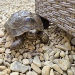 Tortoise identification