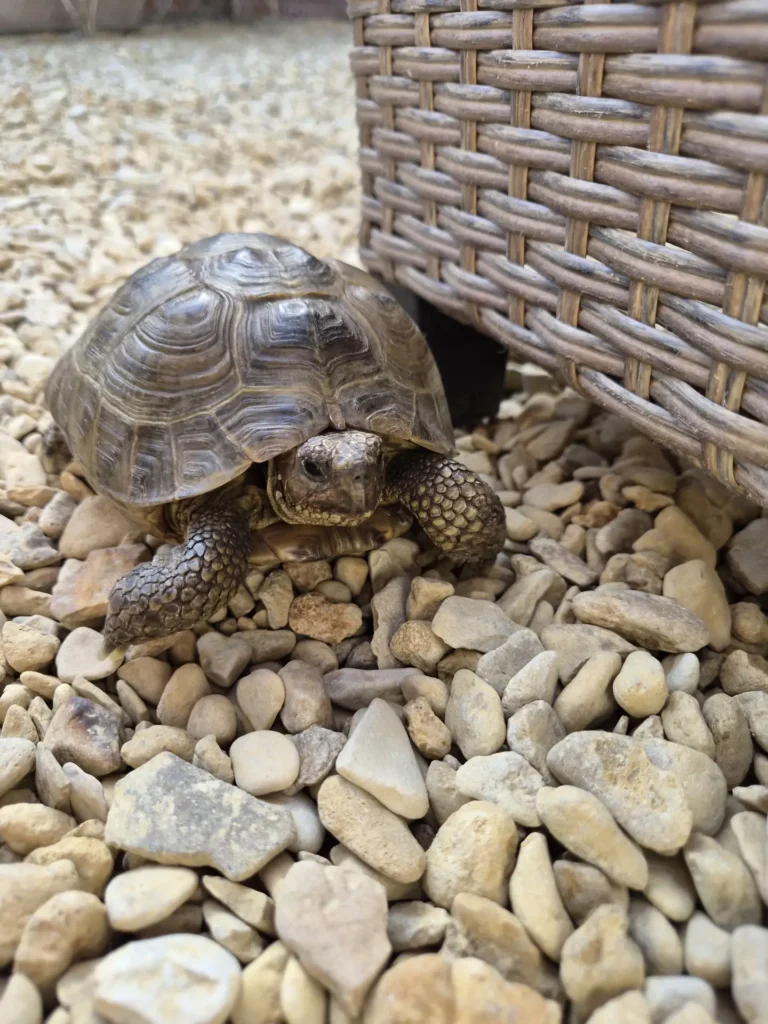 Tortoise identification