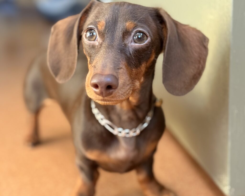 Meko: The Dog Who Helped Me Find My Way Back — Dogster