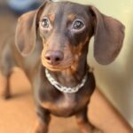 Meko: The Dog Who Helped Me Find My Way Back — Dogster