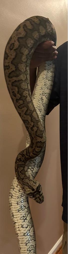 Pythons and Boas