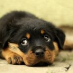 Why Do Dogs Give The Side Eye