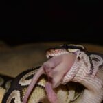 Feeding Frozen and Thawed Mice or Rats to a Ball Python