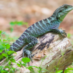 Ectothermy: How Temperature Affects Reptile Health