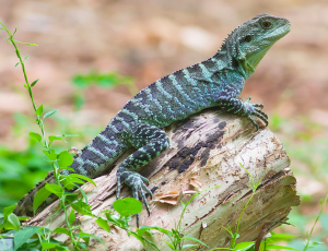 Ectothermy: How Temperature Affects Reptile Health