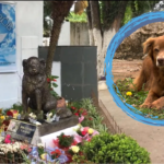 Till Death and Beyond: How One Dog’s Loyalty Inspired a Law for Eternal Companionship — Dogster