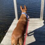 Beach Safety Tips for Dogs: What Every Pet Parent Should Know Before a Shore Day