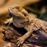 How Much Do Bearded Dragons Cost at PetSmart in 2024? Complete Guide