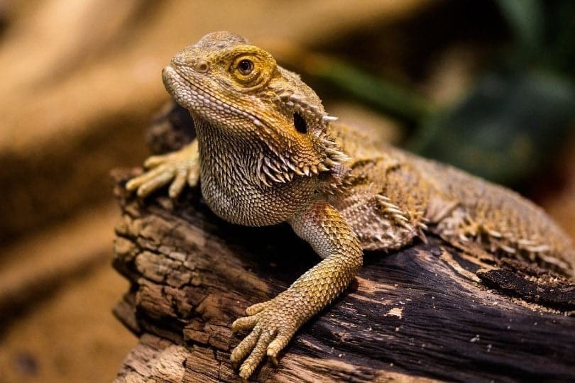 How Much Do Bearded Dragons Cost at PetSmart in 2024? Complete Guide