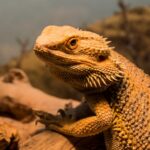 Peregrine Livefoods Acquires Zen Habitats Brand, Launches “ZenPro Pets” in the U.S.