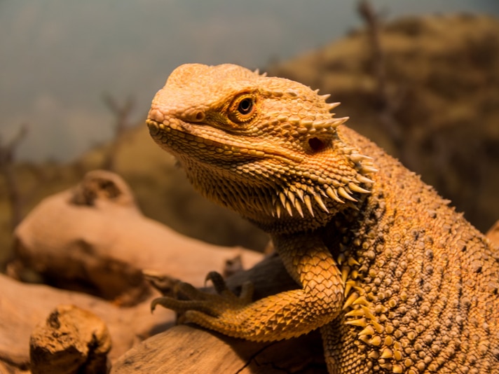 Peregrine Livefoods Acquires Zen Habitats Brand, Launches “ZenPro Pets” in the U.S.
