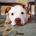 Think Your Dog Is Acting Out? It Might Just Be Boredom.