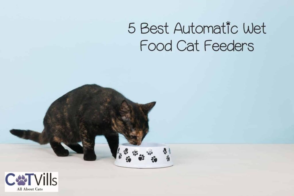 6 Best Automatic Cat Feeders: Cat Feeding Made Simple