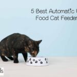 6 Best Automatic Cat Feeders: Cat Feeding Made Simple