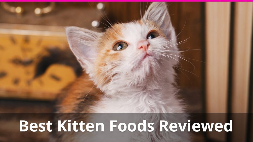 Best Kitten Food For Healthy Baby Cats