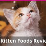 Best Kitten Food For Healthy Baby Cats