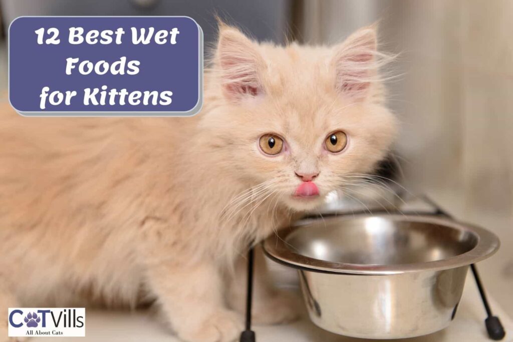 8 Best Wet Food for Kittens: Kitten Care Made Easy