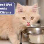 8 Best Wet Food for Kittens: Kitten Care Made Easy