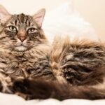 Litter Box 101: The Best Litter for Your Cat