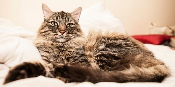 Litter Box 101: The Best Litter for Your Cat