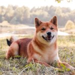 Summer claims data highlight seasonal risks for U.S. pets