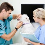 Tech Talk: Intimidated by the vet tech-doctor hierarchy?