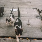 Neurologic cat or dog? Don't forget rabies